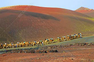 Camel ride within an excursion in Lancarote, Canary islands