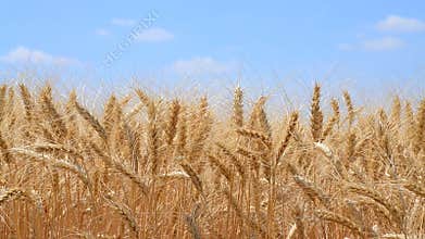 Wind shakes wheat ears of rye against the blue sky, the concept of patriotism and national pride of Ukraine, video