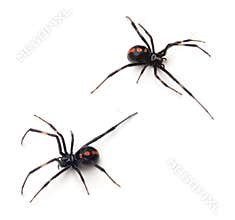 Black Widow