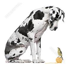 Great Dane Harlequin sitting