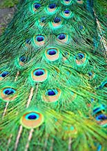 Peacock tail feathers
