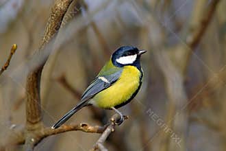Great tit on a dry branch