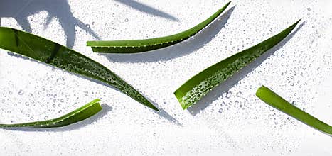 Wet Aloe vera leaves on the noon sun on the white background. T