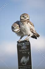 Two young juvenile burrowing owls perched atop a protected area sign