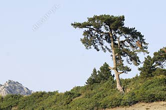Single pine tree