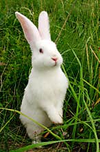 Cute White Rabbit Standing on Hind Legs