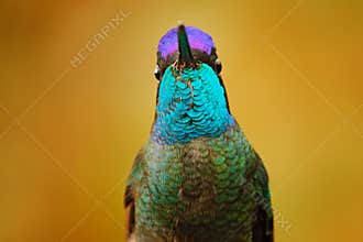 Talamanca admirable hummingbird, Eugenes spectabilis, detail bill portrait of beautiful bird. Wildlife scene from nature. Detail