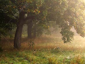 Trees in fog