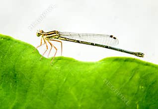 Dragon fly