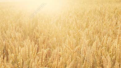 Craft beer production field golden barley malt