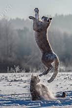 Cougar Puma concolor, also commonly known as the mountain lion, puma, panther, or catamount. is the greatest of any large wild t