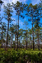 Dade Pines 2