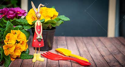 Concept Spring planting on the balcony, in the house, harmony and beauty. Flowers Primula red and yellow and garden tools,