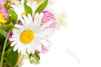 Bouquet of wild flowers isolated over white
