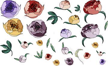 Beautiful peonies. Flowers in color. Design elements.  Peony and leaf set.