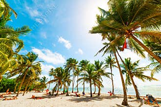 Palm trees in Bois Jolan beach in Guadeloupe