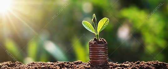 young plant grow on coins with sunrise. finance and accounting concept