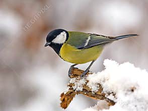 Great tit in snow