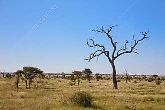 Savanna bush veld with trees, South Africa