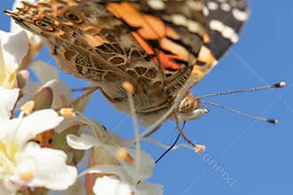 Painted lady butterfly on white flower with hidden ladybug