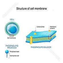 Structure of cell membrane