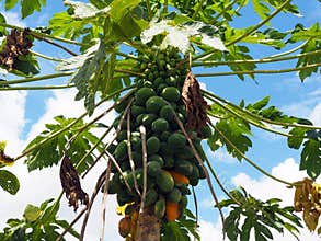 Organic papaya tree with a large bunch of papayas and green leaves with blue sky background in tropical Suriname South-America