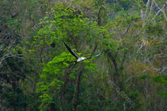 Wildlife: Swallow Tailed Kite flies over Lagoon in Jungle