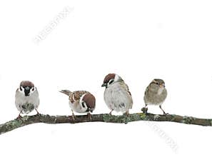 Four little funny sparrow birds are sitting on a branch on a white isolated background in the garden