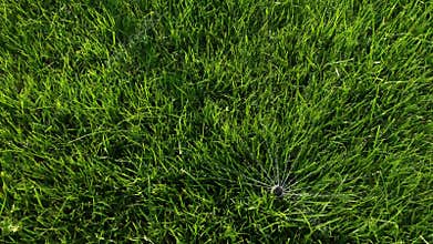 Garden Grass Watering. Smart garden activated with full automatic sprinkler irrigation system working in a green park, watering la
