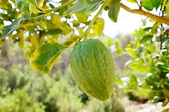 Etrog (citron) on a branch