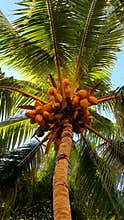 Coconut palm