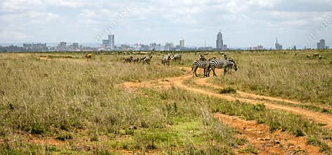 Zebra infront of Nairobi city skyline.