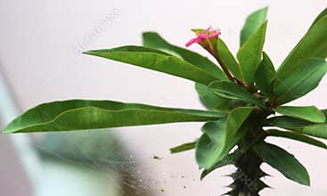 Tiny spider isolate under leaf euphorbia