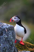 Atlantic Puffin or Common Puffin, Fratercula arctica,Runde, Norway