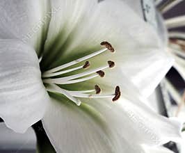 White Lily flower