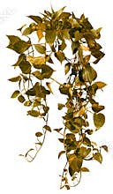 Cut out ivy plant. Tropical vegetation