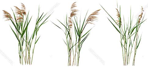 Cut out cattail. Distaff isolated