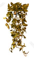 Cut out ivy plant. Tropical vegetation