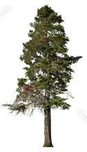 Cut out pine tree. Spruce isolated