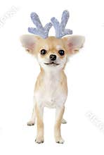 Christmas chihuahua puppy - reindeer isolated