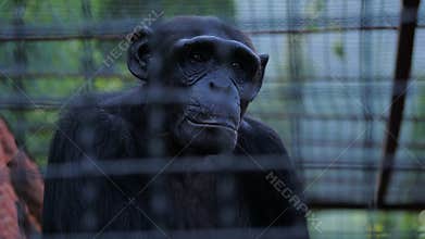 Portrait of a sad chimpanzee behind bars of a zoo cage.