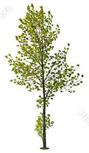 Cut out green tree. Tree in summer isolated