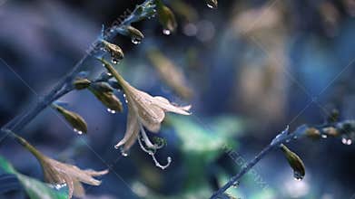 Close-up beautiful hosta flowers with water drops during pouring autumn rain. Colorful floral natural background