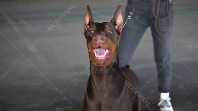 Girl holding a dog breed Doberman on a leash. The dog barks at a stranger