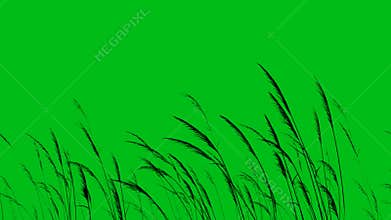 Long Grass or Wheat Silhouette Blowing in the Wind Green Screen 4K Loop