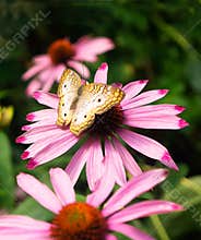 Yellow Butterfly. Great Basis Fritillary Speyeria eglis on Pink Flower