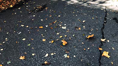 Leaves on ground