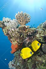 Tropical coral reef fish.