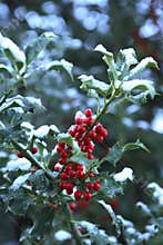 Holly with Snow