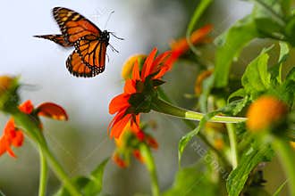 Monarch Butterfly Lifting off from Magnificent Mexican Sunflowers
